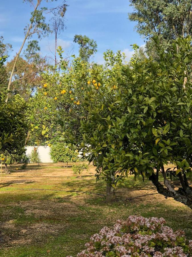 Quinta Verde Albufeira Eksteriør bilde