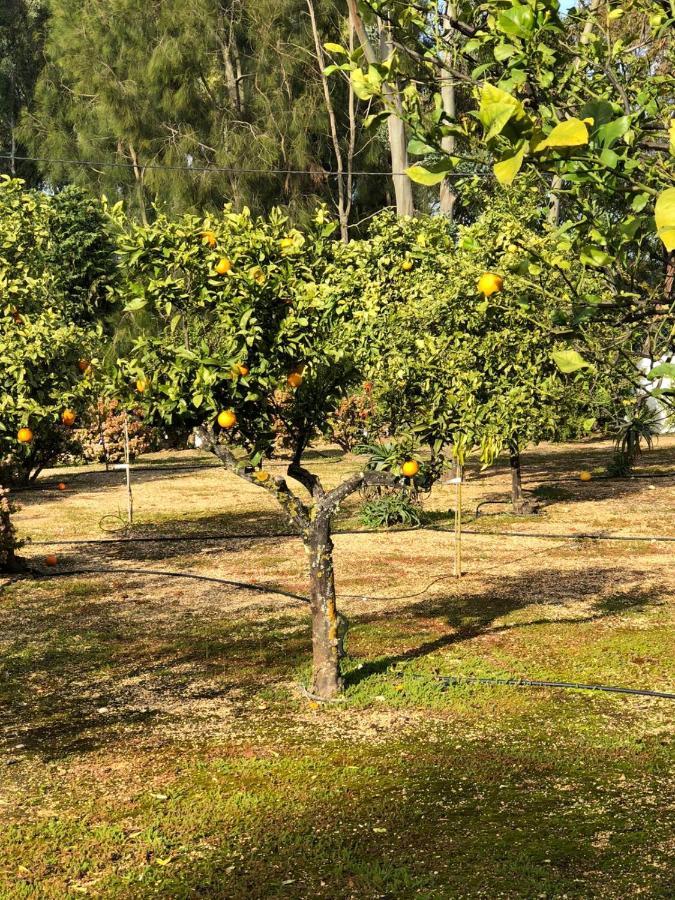 Quinta Verde Albufeira Eksteriør bilde